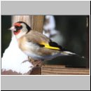 Carduelis carduelis - Stieglitz 01h.jpg
